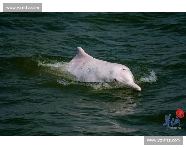 海焰之灵亮相！白海豚跃浪燃动湾区全运激情